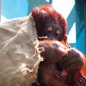 Female Bornean Orangutan and Young