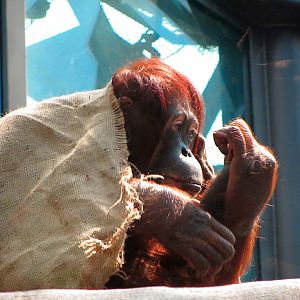 Female Bornean Orangutan