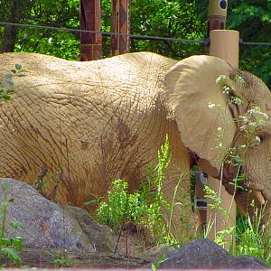 Martika in the Bushes