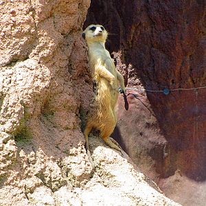 Slender-tailed Meerkat