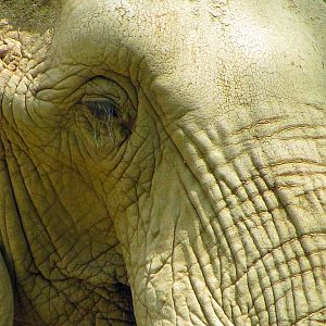 African Bush Elephant Profile