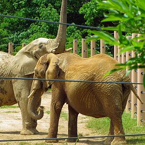 Moshi (front) and Shenga (back)