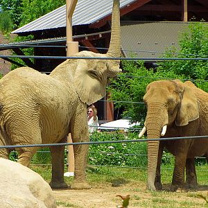 Shenga (left) and Moshi (right)