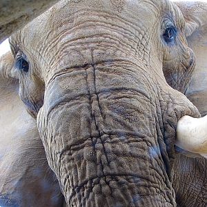 There is Something Magical in the Eyes of an Elephant