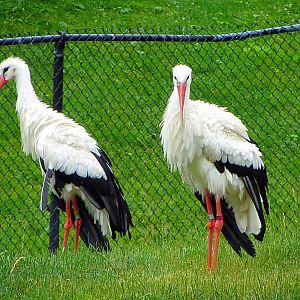 European White Storks