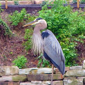 Wild Great Blue Heron