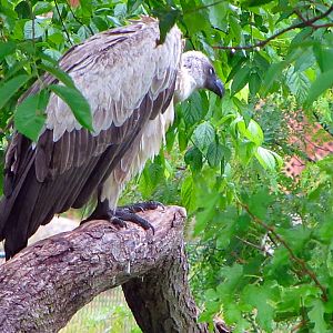 White-backed Vulture