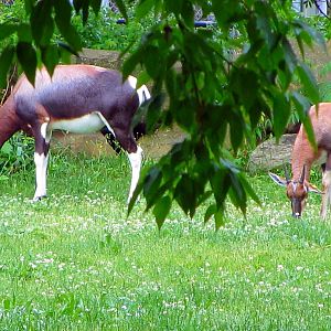Bontebok and Calf
