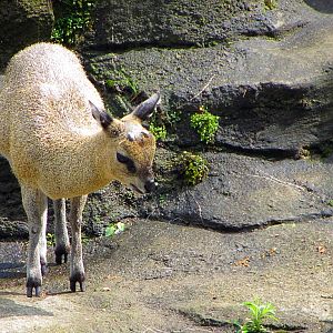 Klipspringer