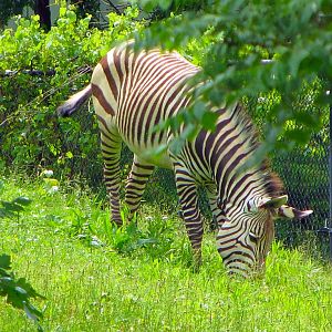 Hartmann's Mountain Zebra