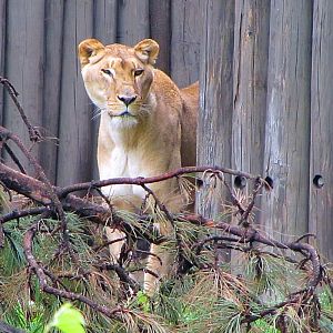 African Lioness