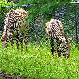 Hartmann's Mountain Zebras