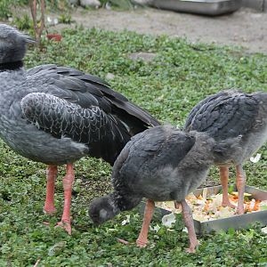 Crested screamer with young