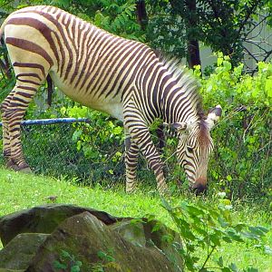 Hartmann's Mountain Zebra