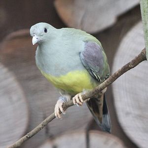 Yellow-bellied green pigeon