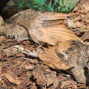 Green peacock chicks