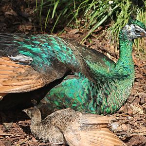 Green peacock with chick