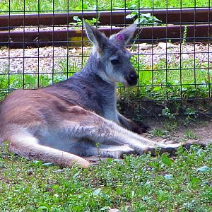 Common Wallaroo