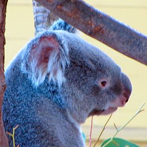 Queensland Koala