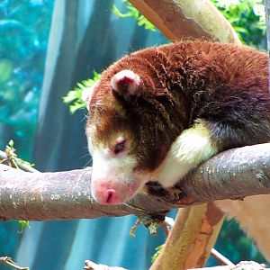 Matschie's Tree Kangaroo