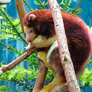 Matschie's Tree Kangaroo