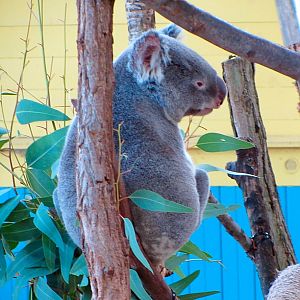 Queensland Koala