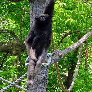 M?eller's Gibbon