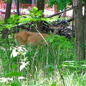 Wild White-tailed Deer