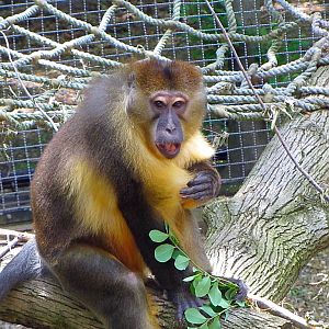 Golden-bellied Mangabey