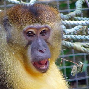 Golden-bellied Mangabey Close-Up