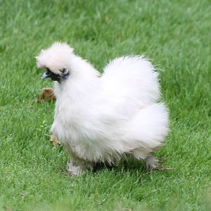 Silkie
