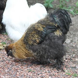 Silkie