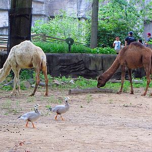 Dromedary Camels and Bar-headed Geese