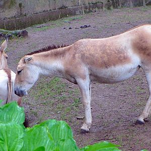 Persian Onagers