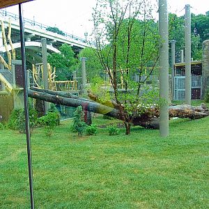 First Amur Tiger Yard