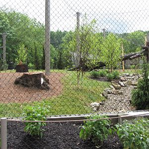 Third Amur Tiger Yard
