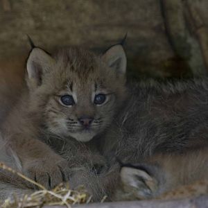 Canada Lynx Kit