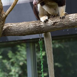 Matschie's Tree Kangaroo