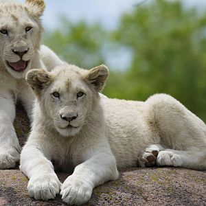 White Lion cubs