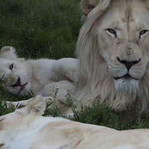 White Lions pride