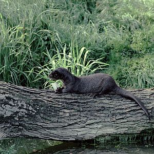Spot-necked otter at the Otter Trust 1978