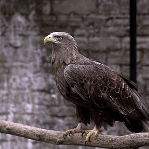 White-tailed sea eagle at Olney 1974
