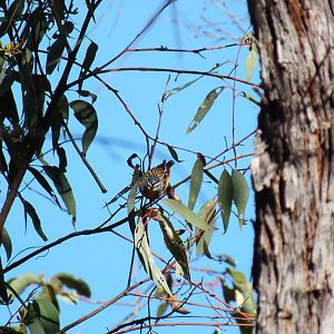 Spotted Pardalote