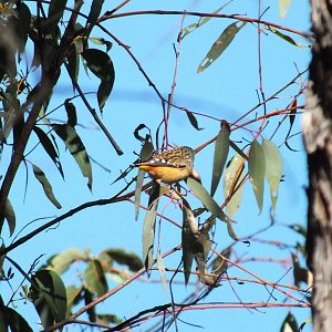 Spotted Pardalote