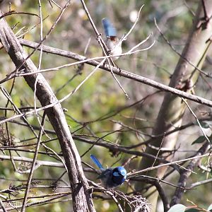 Splendid Fairy Wren Pair
