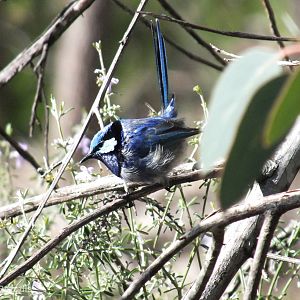 Splendid Fairy Wren