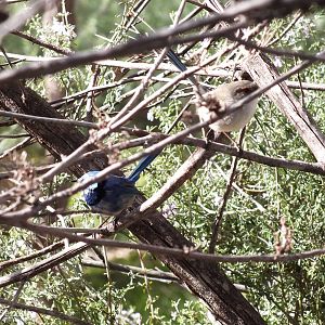 Splendid Fairy Wren Pair
