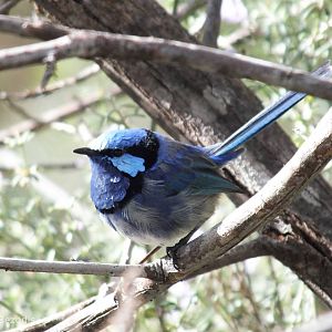 Splendid Fairy Wren