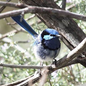 Splendid Fairy Wren