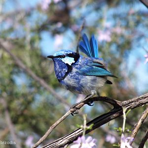 Splendid Fairy Wren